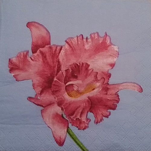 Serviette en papier  iris rose