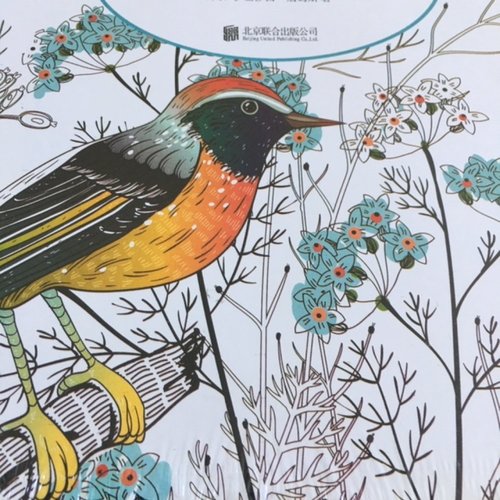 Idée kdo ! mandala oiseaux, livre à dessiner, les oiseaux, façon mandalas, 24.5/24.5 cm, 20 pages, sous vinyl, à l'unité