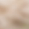 Jersey léger proeco® stretch-fit en coton biologique, de couleur naturelle, 145 cm de laize, vente par 50 cm de haut