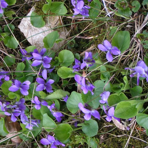 Code promo du moment ! du 22-02-2026 au 03.03.2026