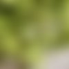 Croquet serpentine en coton, vert printemps, anis, 1 cm de large, neuf, vente au mètre