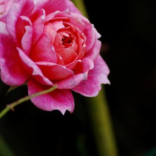 Cadre photo nature  "rose" 