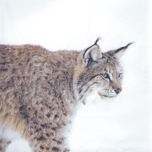 Serviette papier lynx à la chasse dans la neige