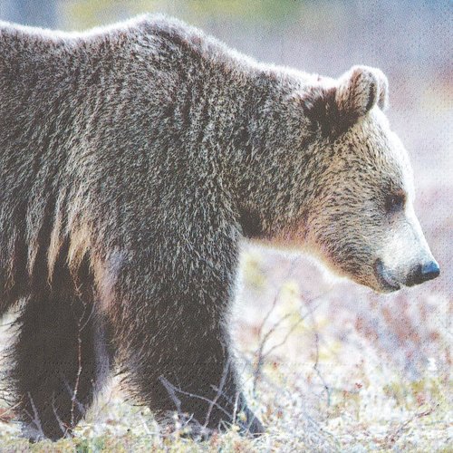 Serviette papier portrait ours dans la steppe