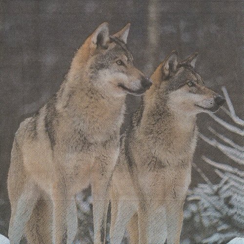 Serviette papier couple de loup à l'affut 