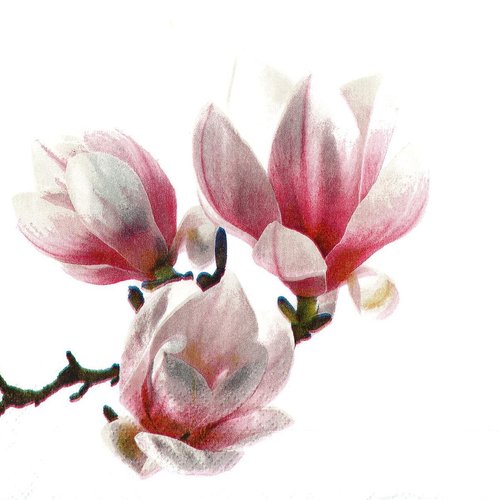 Serviette papier bouquet de magnolia