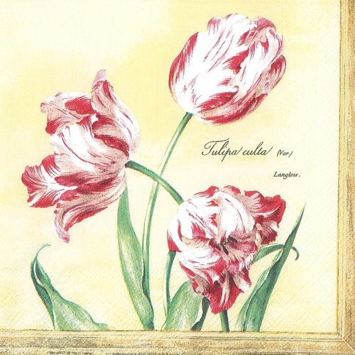 Serviette papier tableau botanique tulipe