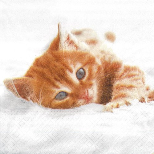 Serviette papier petit chaton roux