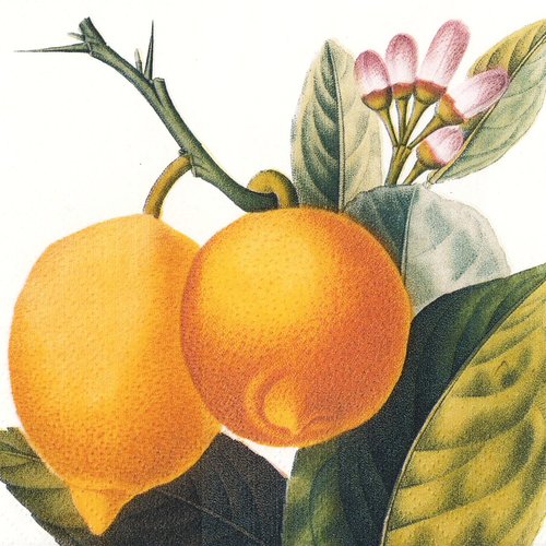 Serviette papier branche de citron et fleurs