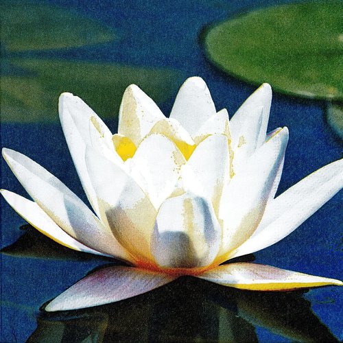 Serviette papier nénuphar blanc