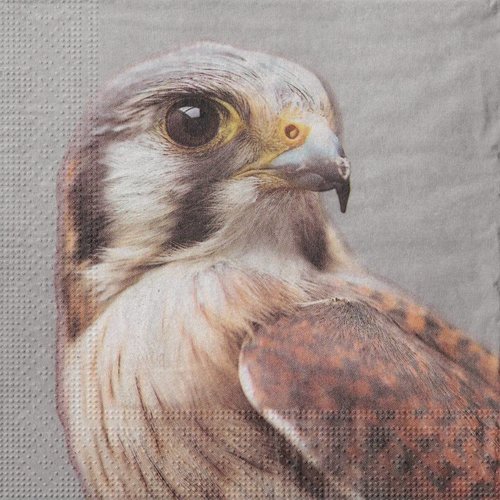 Serviette papier regard d'aigle