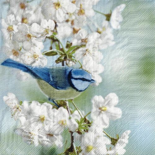 Serviette papier mésange bleue dans fleurs de cerisiers