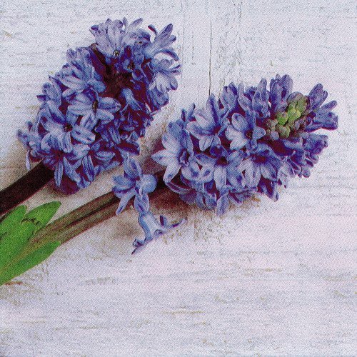 Serviette tableau de jacinthe bleu