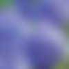 Serviette grosse tête d'hortensia bleu