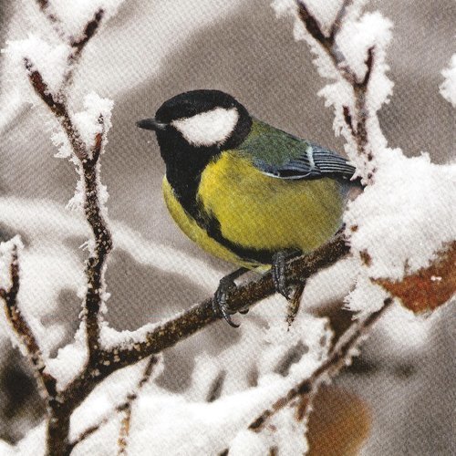 Serviette petit oiseau mésange dans la neige