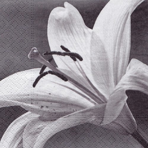 Petite serviette 25x25 fleur de lys noir et blanc