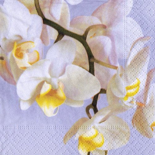 Petite serviette 25x25 branche orchidée blanche