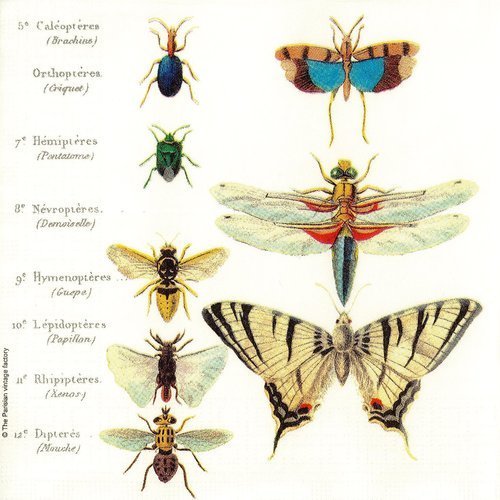 Serviette tableau botanique papillons coléoptères