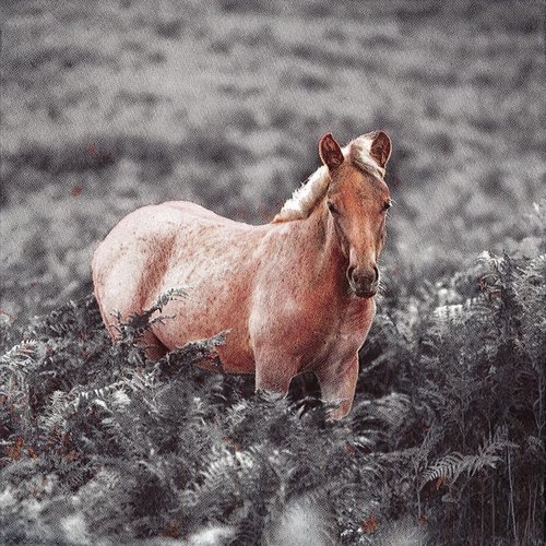 Serviette cheval poney sauvage dans la lande
