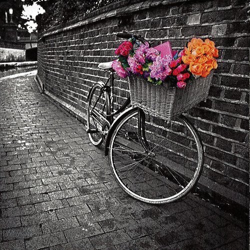 Serviette vélo et panier rempli de rose sur le bord du canal