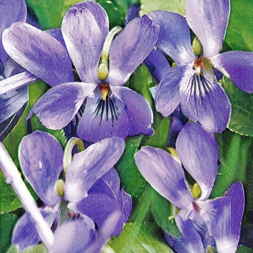 Serviette portrait de fleurs crocus violette lupin