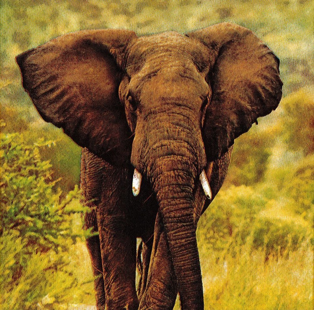 Elephant l'éléphant Tapis Art Safari Animaux sauvages 