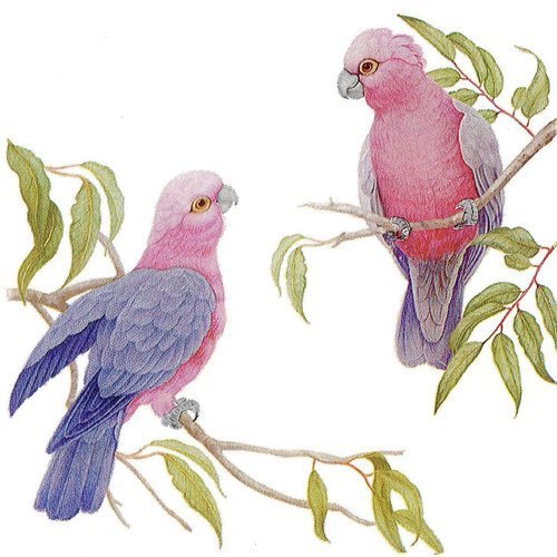 Serviette papier perroquet galah rose et bleu