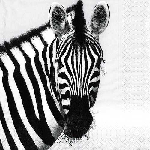 Serviette papier portrait de zebre noir et blanc afrique