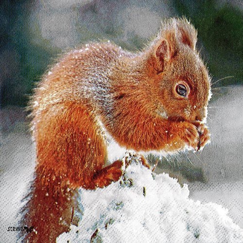 Serviette papier petit ecureuil dans la neige