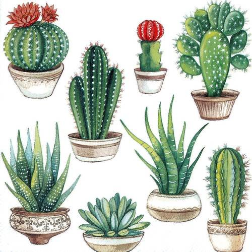 Serviette collection de cactus 