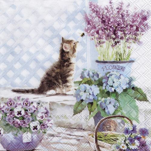 Serviette le chat devant la lavande flowers hortensia