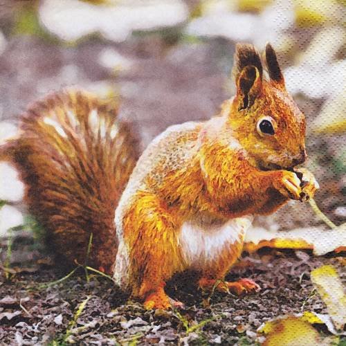 Serviette ecureuil et rouge gorge en hiver 