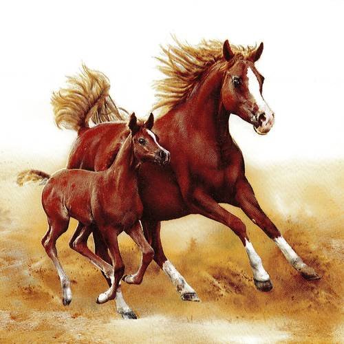 Serviette cheval et poulain au galop 