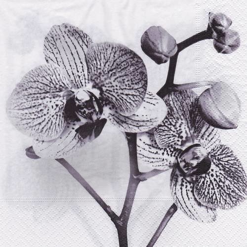 Serviette très belle orchidée noire et blanche 