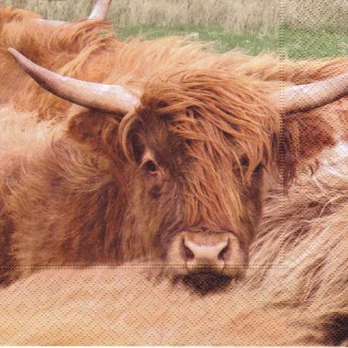 Serviette vache ecossaise highland cow