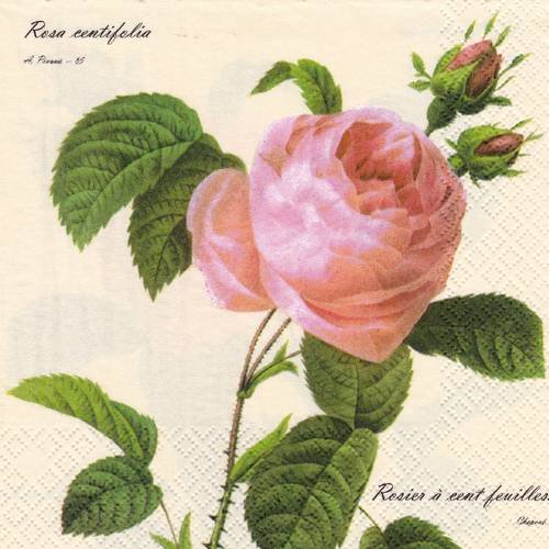 Serviette rose centifolia rosier à cent feuilles