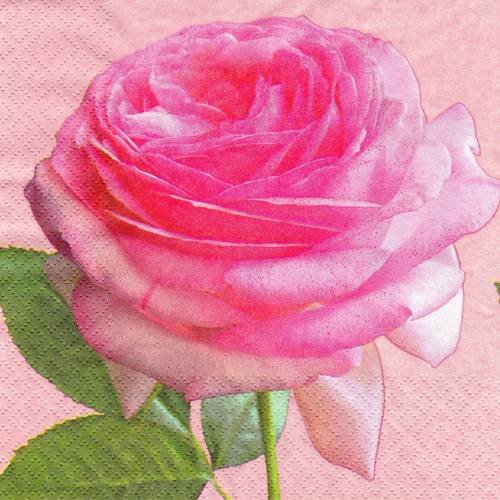 Serviette portrait de belle rose 