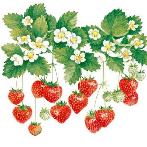 Serviette fraise et fleurs de fraisier 
