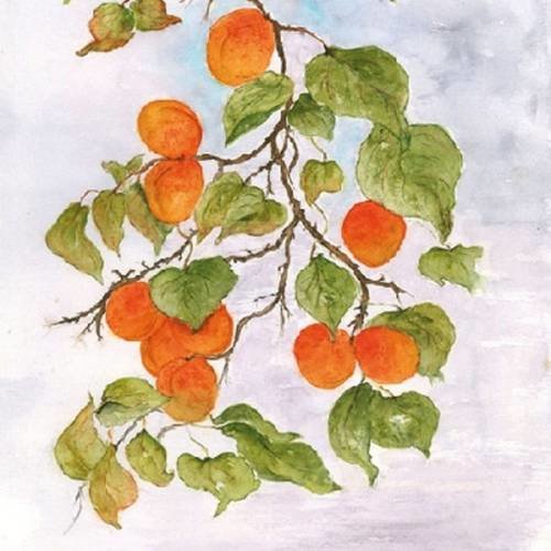 Serviette branche abricot aquarelle 