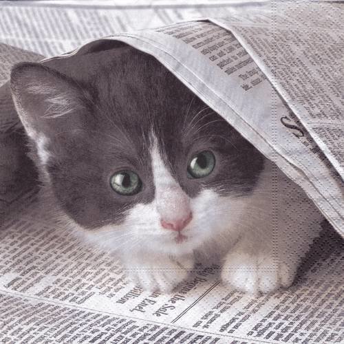 Serviette adorable petit chat caché sous le journal 