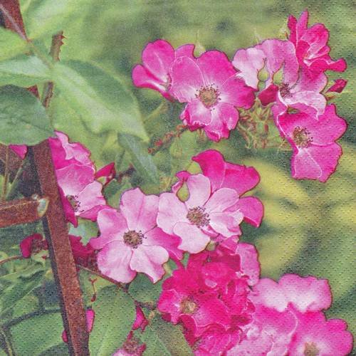 Serviette rose sauvage eglantine dans le jardin 