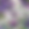 Serviette 33x33 mdw fleur hortensia crocus libellule