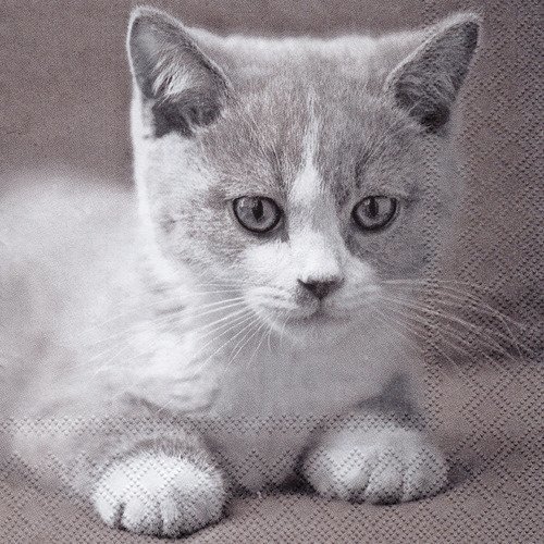 Serviette portrait de chat chaton noir et blanc