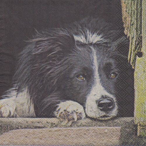 Serviette portrait de chien border collie