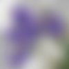 Serviette bouquet iris et fleur blanche