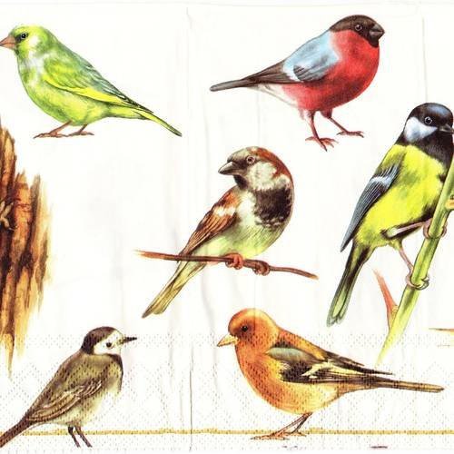 Serviette différents oiseaux des bois