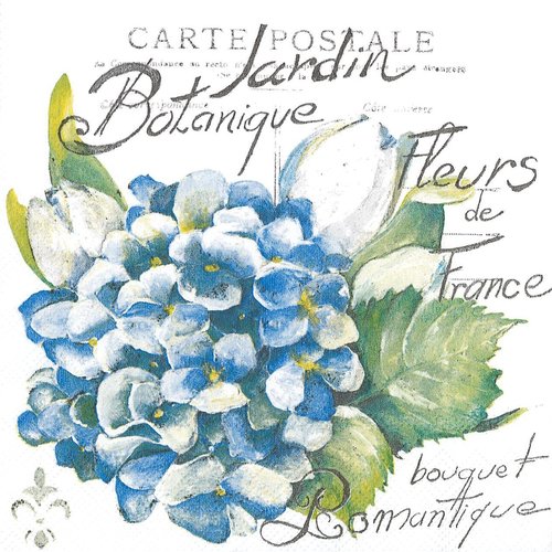 Serviette papier carte postale hortensia bleue jardin botanique paris