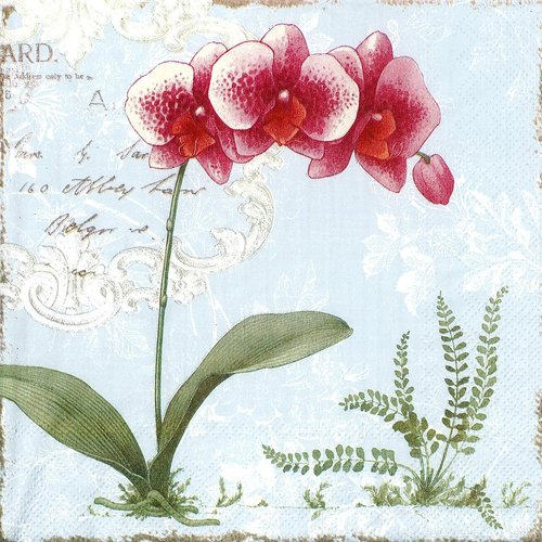 Serviette papier orchidée rose et blanche shabby fond bleu 