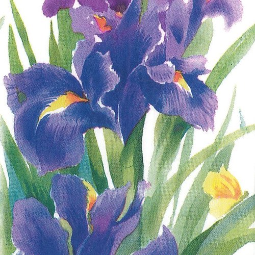 Serviette buffet 40x33 usa bouquet iris aquarelle 