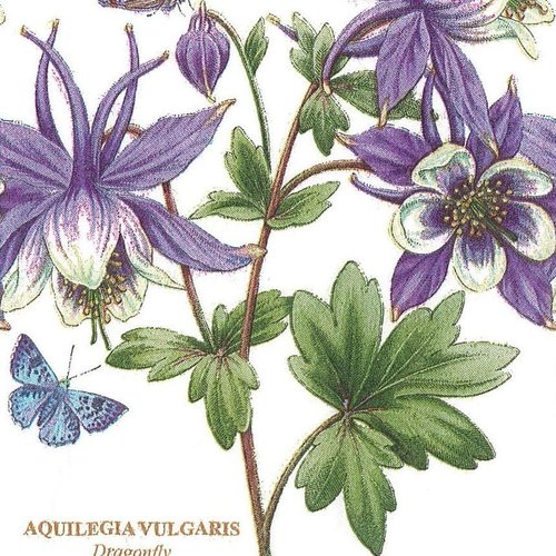 Serviette buffet 40x33 usa fleur ancolies aquilegia vulgaris violet